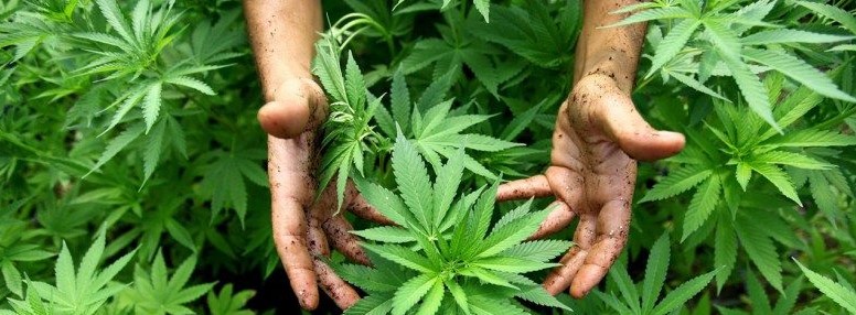 30 Health Benefits Of Cannabis