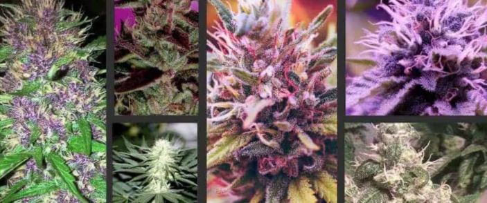 Cannabis Flower in Canada