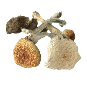 Great White Monster Magic Mushrooms - Buy shrooms online - bcweedpen.com