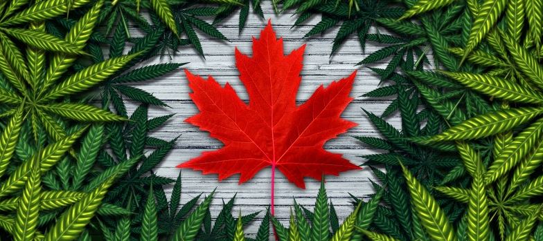 online weed shop Canada