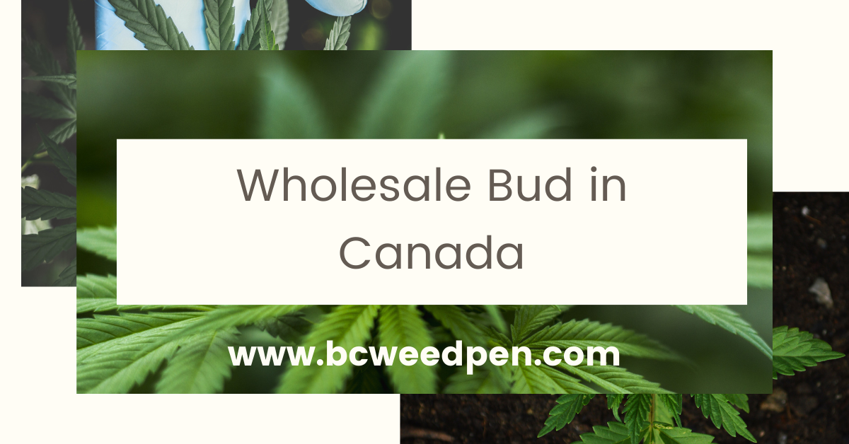 Wholesale Bud Canada